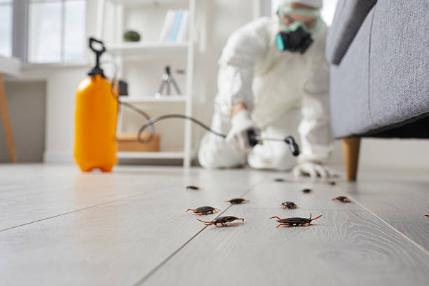 Commercial Rodent Management in Moville